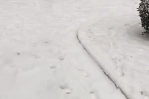 难怪火箭vs老鹰的比赛延期了！亚特兰大的雪都这么大了🫢